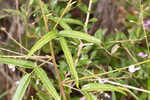 Pine barren ticktrefoil